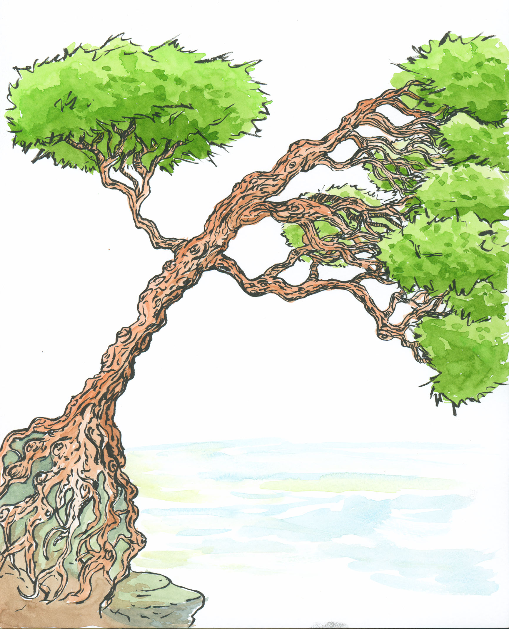 cliff tree